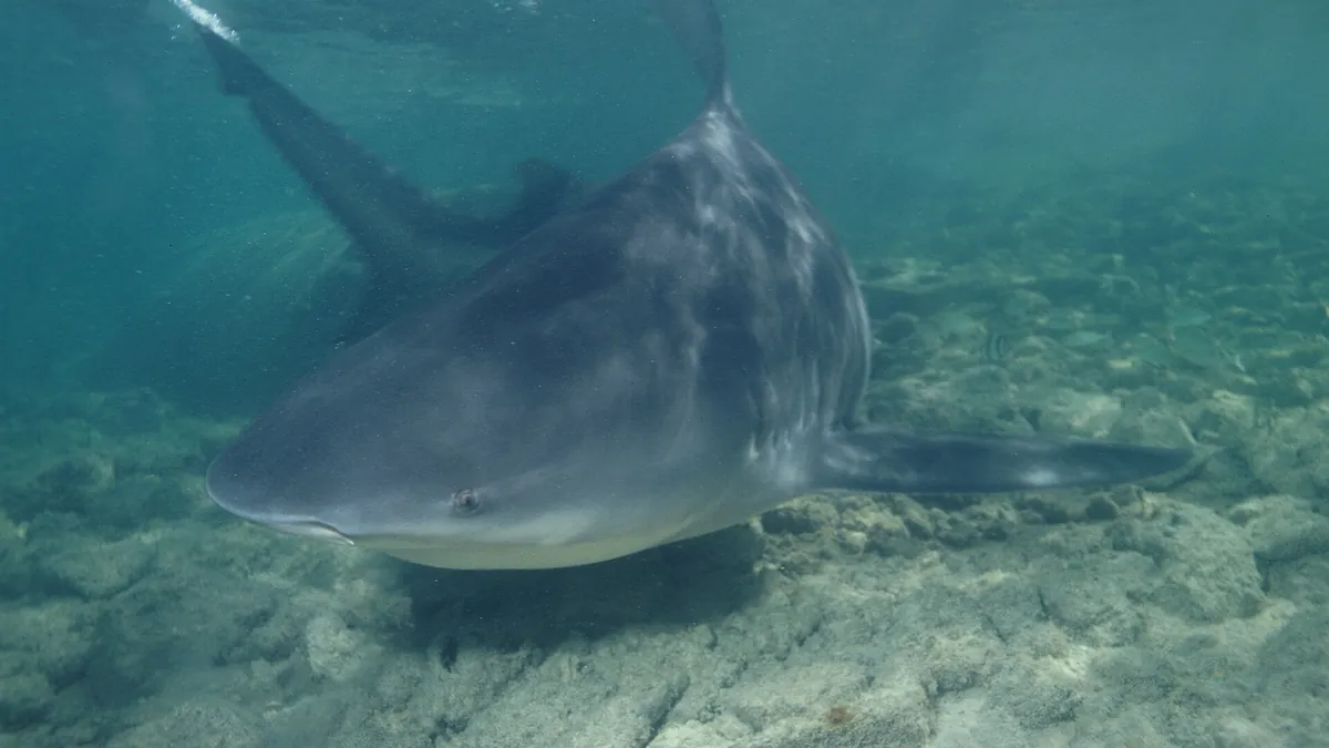 Playa del Carmen Just Became Mexico’s First Sustainable Bull Shark Destination — Here’s Why That Matters