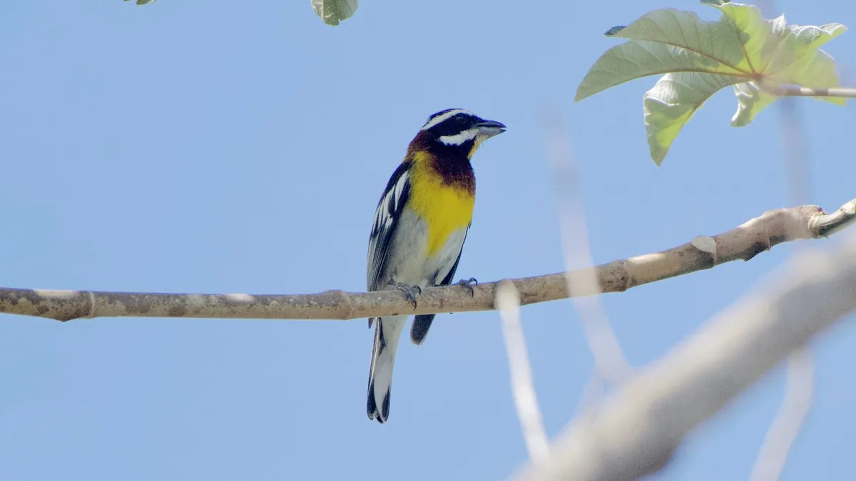 Cozumel's Island Bird Festival Turns 18 — Why It Is Worth the Ferry From Playa del Carmen