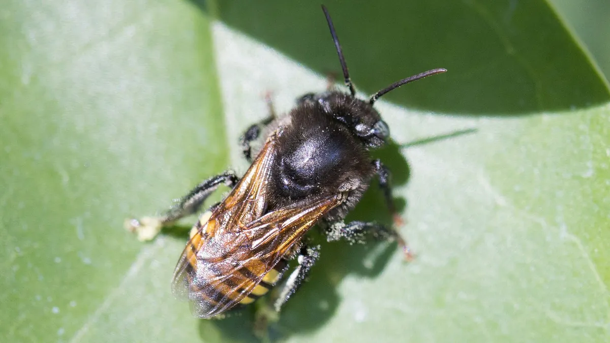 Quintana Roo Just Protected Sacred Maya Honey — What It Means for the Riviera Maya