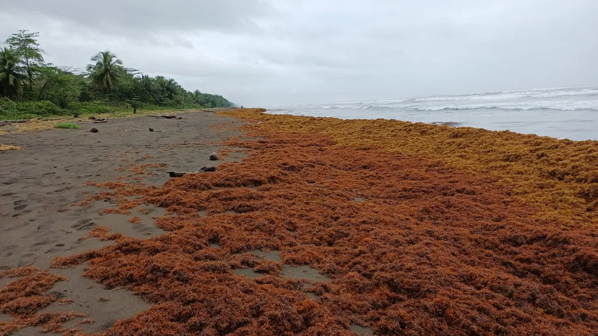 Playa del Carmen Wants to Turn Sargassum Into an Industry — What the Processing-Plant Plan Really Means