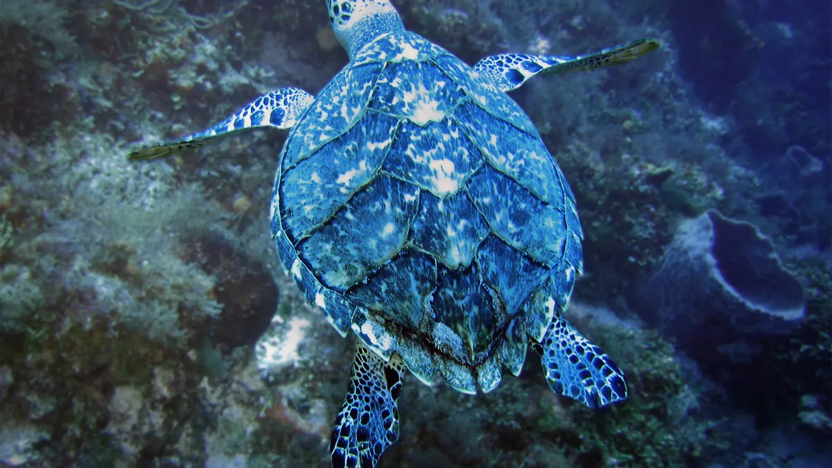 Underwater Sculptures Are Helping Rebuild the Riviera Maya’s Coral Reefs — Here’s How