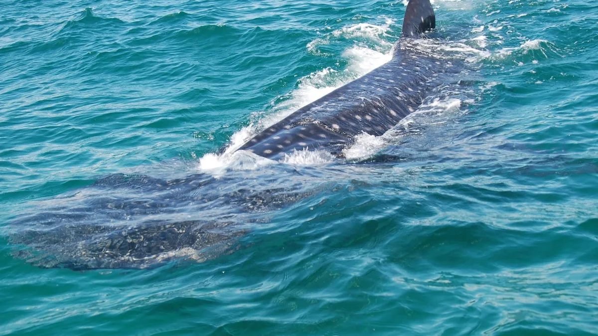 A Free App Now Lets Anyone Help Track Marine Wildlife in the Mexican Caribbean — Meet MARAP