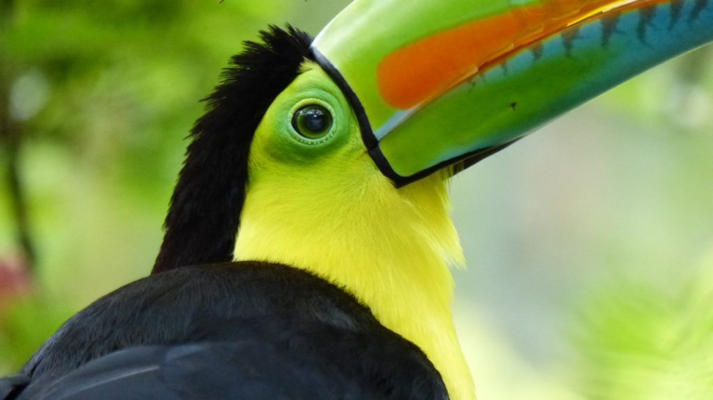 toucan canoe beak - the toucans are back in playa del carmen